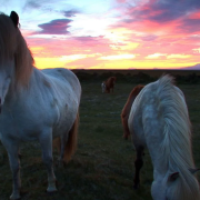horses, Iceland favorite horses, Profilm